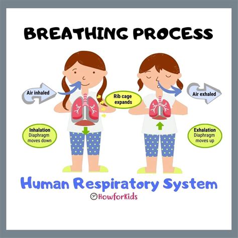 Parts Of Respiratory System For Kids