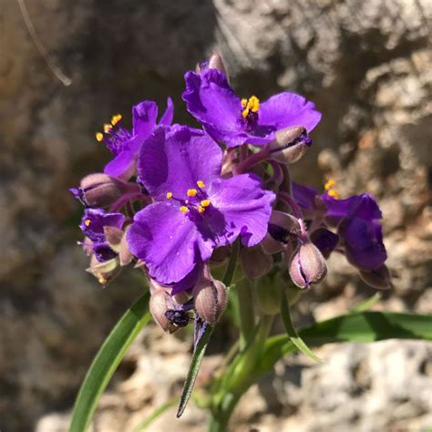 Aug 06, 2021 · purple wildflower lens: Wildflower Identification Guide | Wild flowers, Hill ...