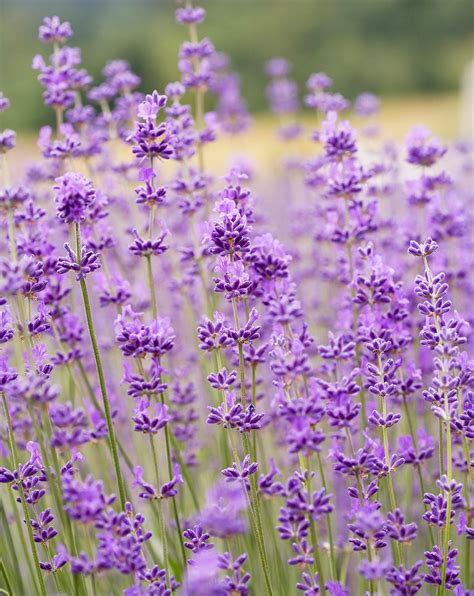 23 Lavender Varieties For A Fragrant Garden Wherever You Live