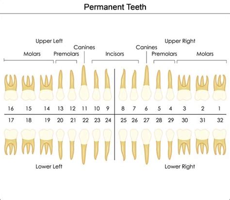 Dental Charts To Help You Understand The Tooth Numbering System The O