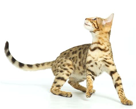 Shipping and handling costs are additional ~ we work with a courier that will hand deliver to the airport near you. Lap Leopard Bengals - Bengal Kittens for Sale Near Me
