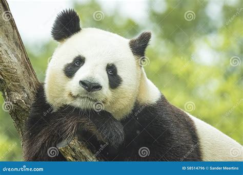 Panda Portrait Stock Photo Image Of Panda Closeup White 58514796