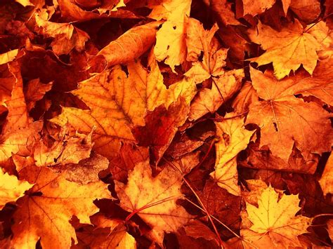 Brown dried leaves on ground. Wallpapers Fall Leaves - Wallpaper Cave