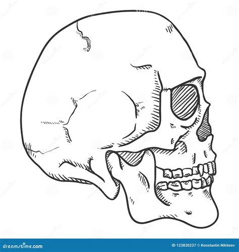 Vector Single Sketch Illustration Human Skull Side View Stock