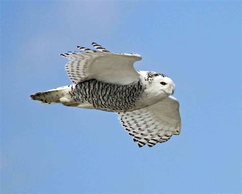 Snowy Owl In Flight Jeff Lewis Ocracoke Observer