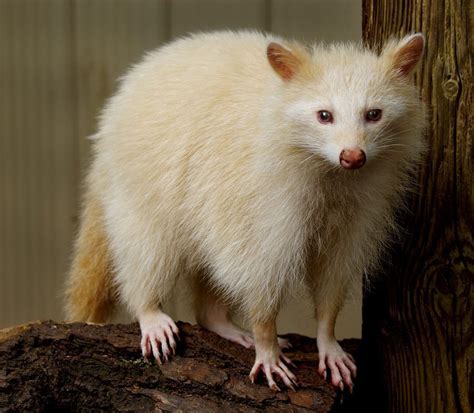 Rare Albino Raccoon Pets