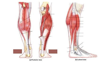 Leg Muscles Diagram Posterior Leg Muscles Posterior View Diagram My