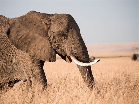 Elephant Meat Could Be Used for Pet Food in Botswana If Hunting Is Legalized