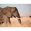 Elephant Meat Could Be Used For Pet Food In Botswana If Hunting Is 