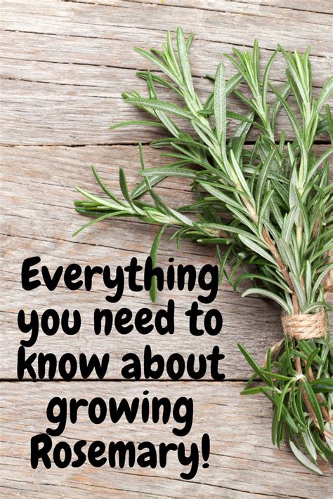 How To Grow Rosemary Growing Rosemary Rosemary Growing