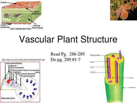 Vascular Structure
