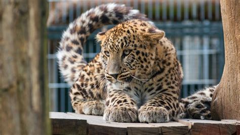 Wallpaper Leopard Big Cat 4k Animals 15733