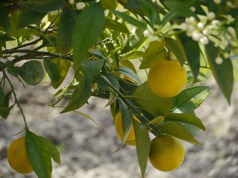 Lemons Fruits Tree Free Photo On Pixabay Pixabay