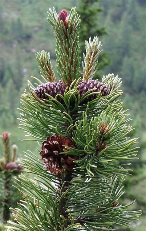 Le Pin De Montagne Pinus Montana