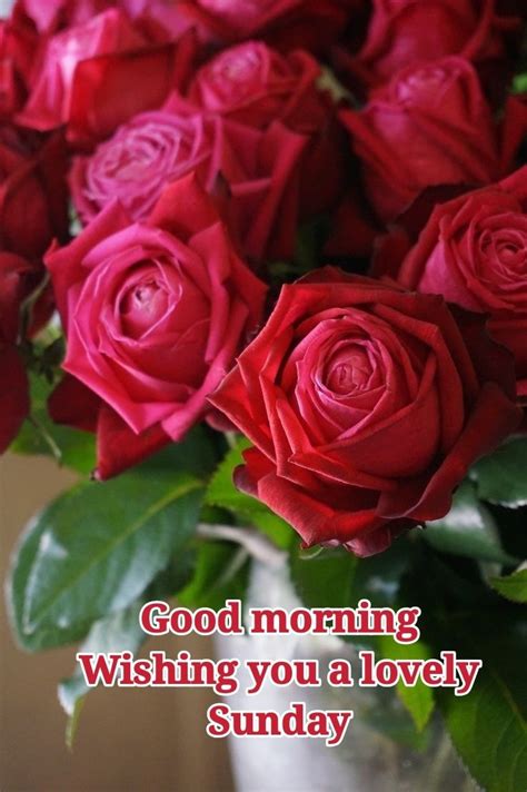 Sunday Wishes With Roses Wisdom Good Morning Quotes