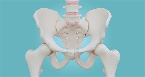 Understanding Your Pelvis Pain Life Ready Physio