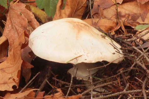 Agaricus Hondensis Mushrooms Up Edible And Poisonous