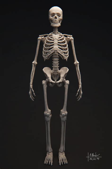 Human Skeleton 3D Model OBJ TGA CGTrader Com