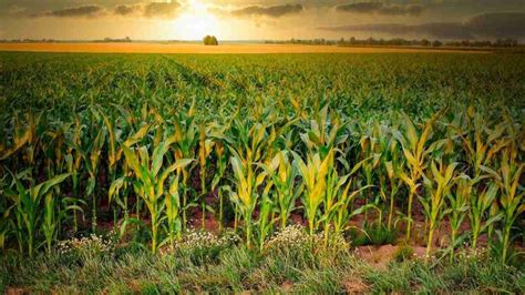 Organic Maize Farming Cultivation Practices Corn Agri Farming
