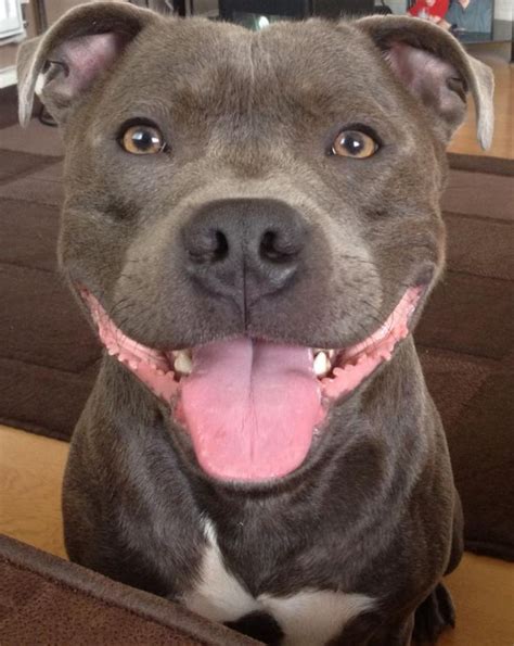 17 Things All Staffordshire Bull Terrier Owners Must Never