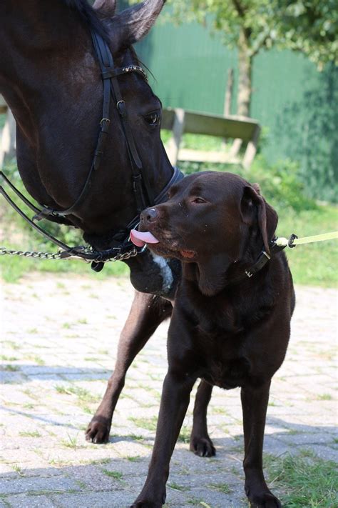 How To Introduce Your Dog To Horses Equine Ink