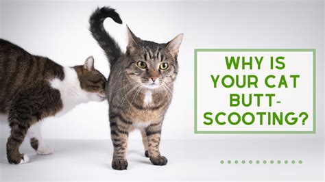 Why Is Your Cat Butt Scooting Youtube