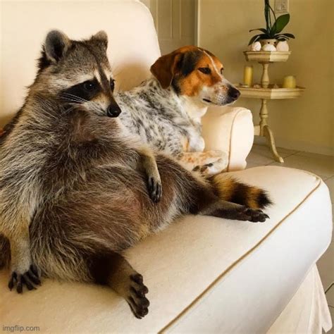 Image Tagged In Raccoon Dog Imgflip