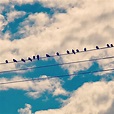 Birds on a Wire – Art of the Hart