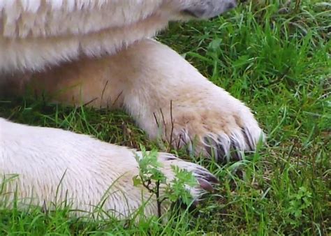 Polar Bear Claws Are Thick And Curved Sharp And Strong Each Can Measure More Than Two Inches