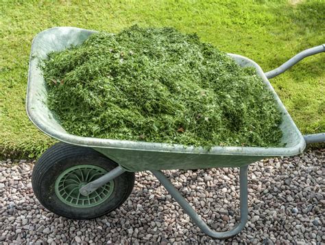 Grass Clipping Garden Mulch - Using Fresh Or Dried Grass Clippings As Mulch