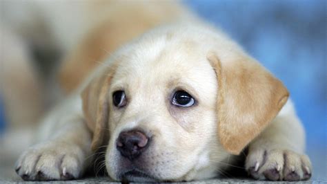 Cute Labrador Puppy Hd Desktop Wallpaper Widescreen High