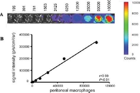 A In Vitro Bioluminescence Imaging Bli Of Peritoneal Macrophages In