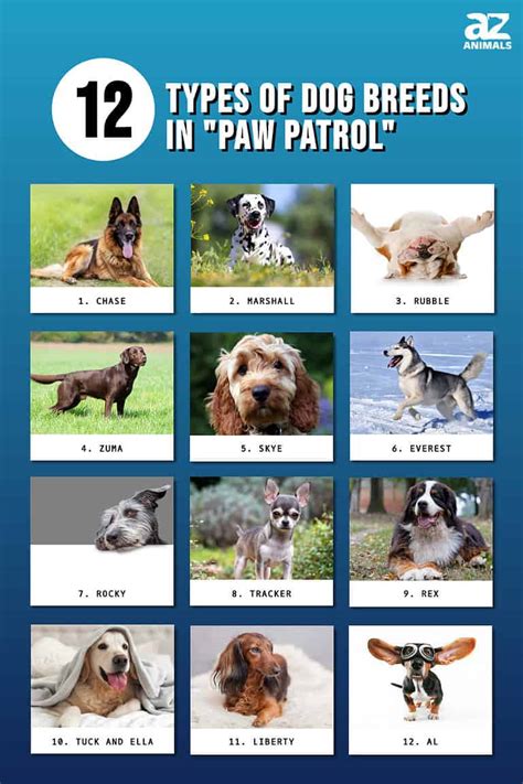 The 12 Types Of Dog Breeds In Paw Patrol A Z Animals