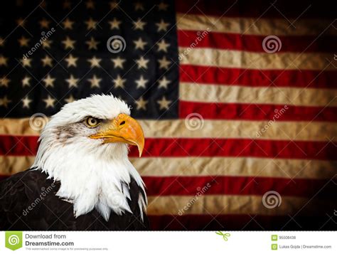 Bald Eagle With American Flag Stock Photo Image Of July Bald 95508438