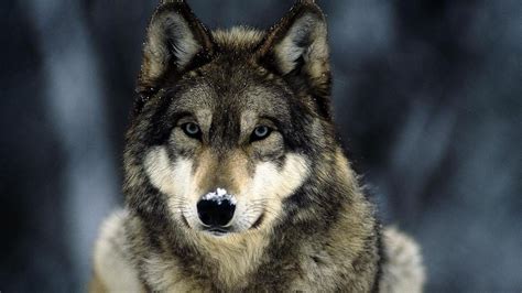 Tons of awesome wolf wallpapers 1920x1080 to download for free. Wolf wallpaper HD ·① Download free amazing full HD ...