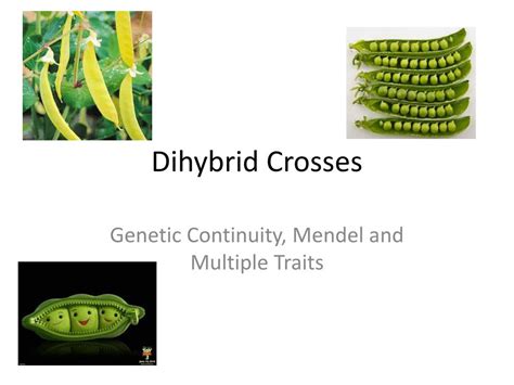 When crossing an organism that is homozygous recessive for a single trait with a heterozygote, what is the. PPT - Dihybrid Crosses PowerPoint Presentation, free ...