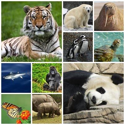 Lista de Animais em Extinção aprenda aqui quais são eles