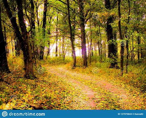 Autumnal Forest Road Stock Image Image Of Fallen Leaves 127979843
