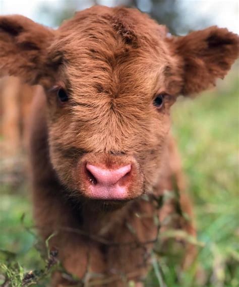 Nature And Animals On Twitter Cute Baby Cow Fluffy Cows Baby Farm