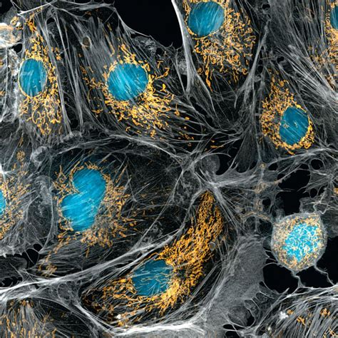 Cells In The Human Body Under Microscope