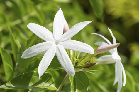 How To Plant Jasmine Vine