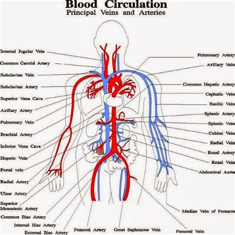 Blood Vessels Labeled Diagram Diagram Of Veins And Arteries In Body