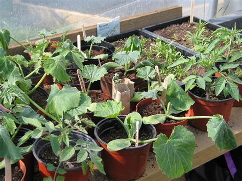 How To Grow Your Own Pumpkins And Save Their Seed
