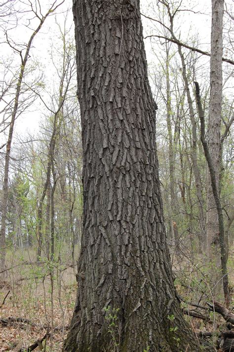 Red Oak Bark Vadnais Heights Mn Bark From A Mature Red Oa Flickr
