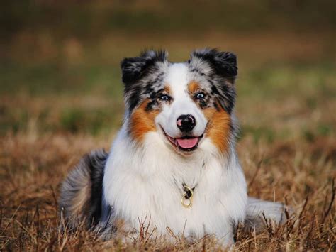 Are Border Collies And Australian Shepherds Related Pet Spruce