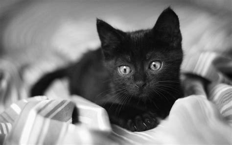 Black And White Cat Wallpapers Wallpaper Cave