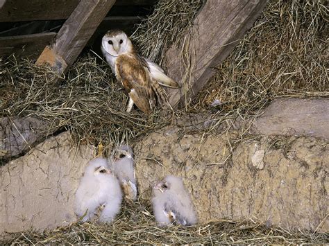 Barn Owl Nesting Complete Guide Birdfact