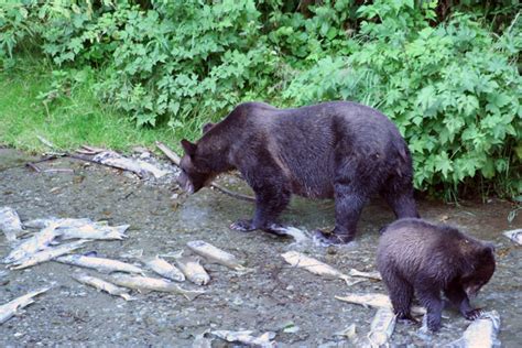 The Grizzly Bear Encyclopedia Canada Encyclopedia Canada