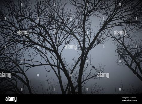 Spooky Branches Silhouette Hi Res Stock Photography And Images Alamy
