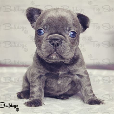 French Bulldog Puppies Jacksonville Florida Silverblood Frenchies